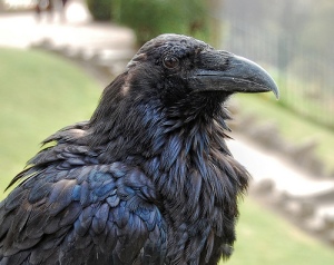 Raven by tj.blackwell